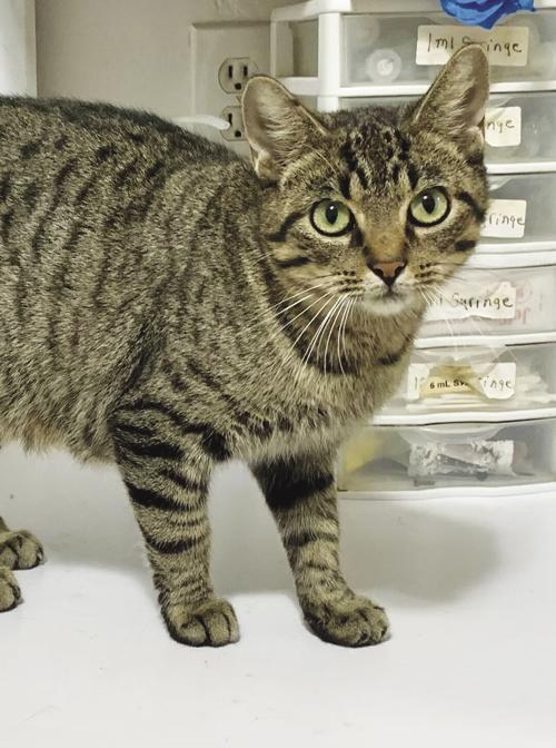 Pet of the Week
