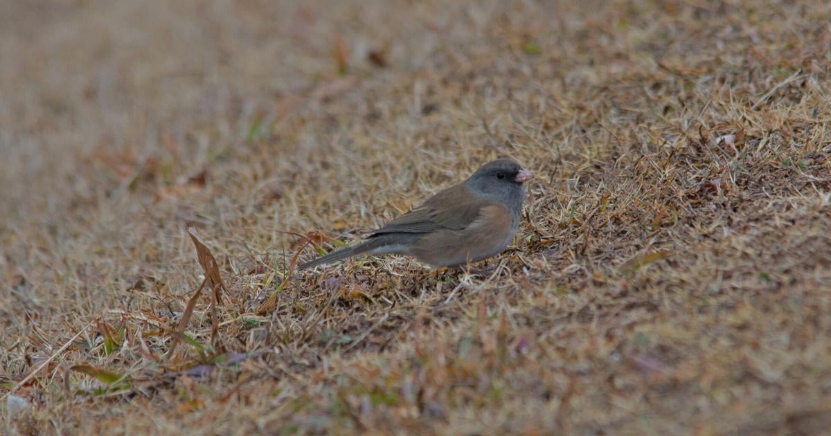 LIFE AT BOOMER LAKE: Cold weather brings out the birds | Lifestyles