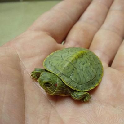 WATCH: Kids help OSU Vet school release offspring of injured ...