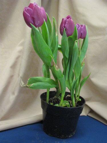 IN THE GARDEN: Potted tulip care | Lifestyles stwnewspress.com