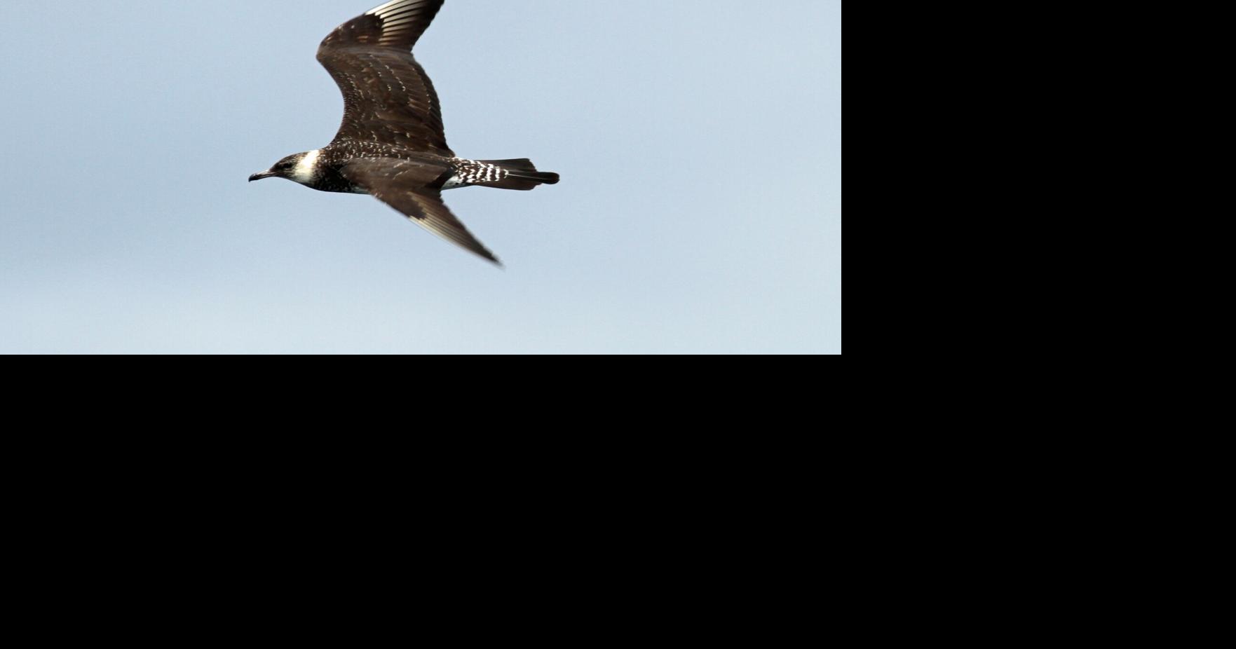 LIFE AT BOOMER LAKE: A few birds causing a ruckus | Lifestyles ...