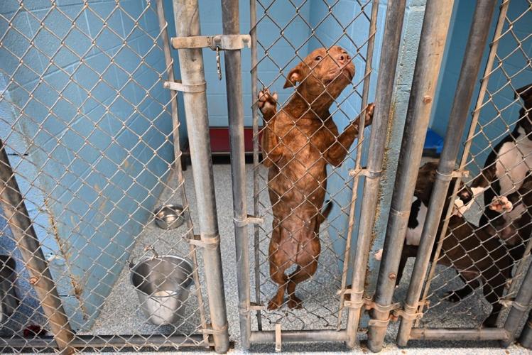 Stillwater Animal Welfare seeking more adoptions to avoid euthanasia