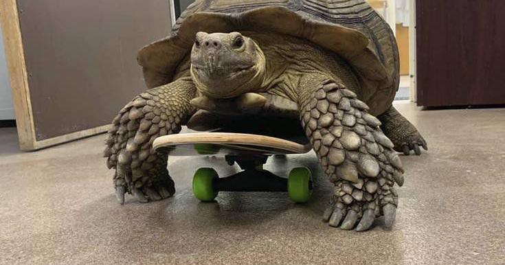 Shell on wheels: OSU vets treating paralyzed tortoise | News ...