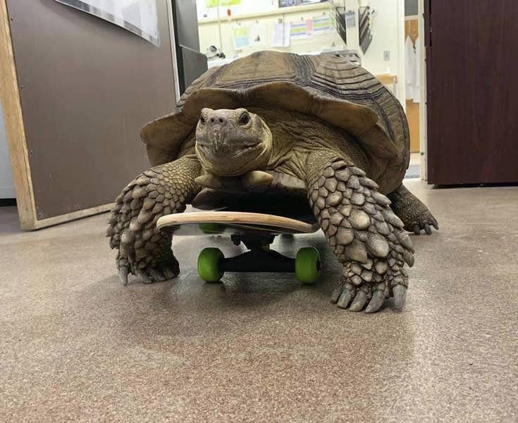 Shell On Wheels Osu Vets Treating Paralyzed Tortoise News Stwnewspress Com