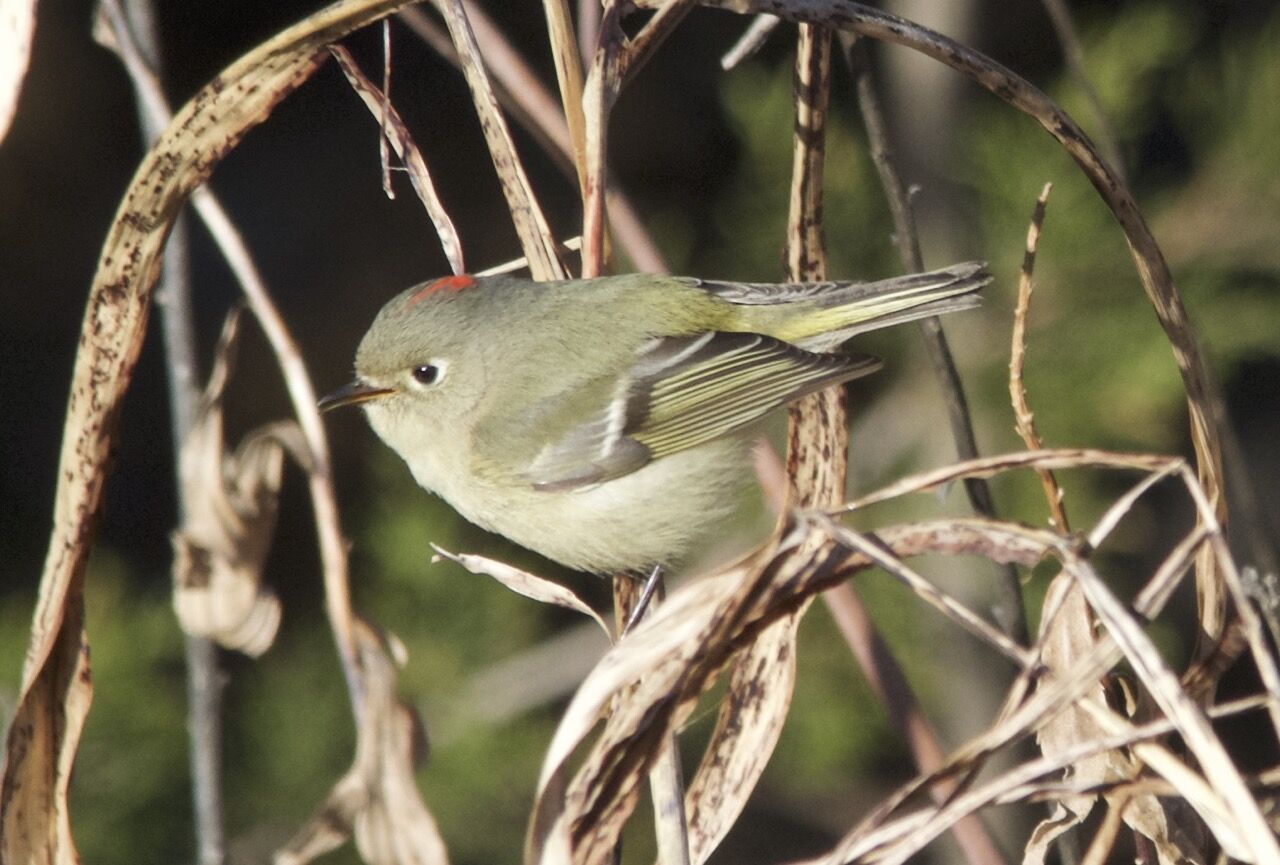 LIFE AT BOOMER LAKE: A little bird with big adventures