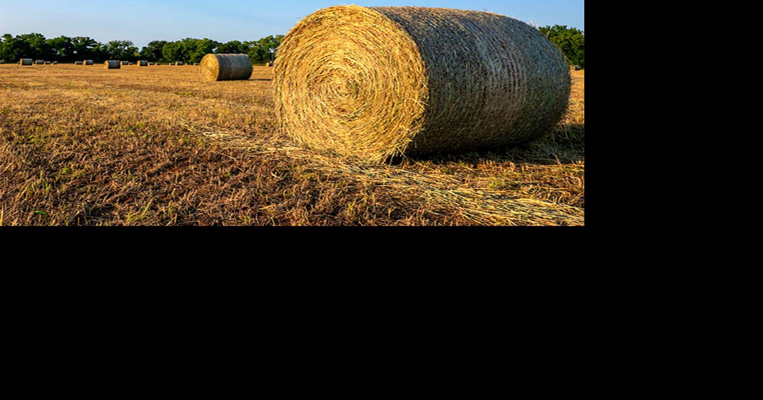 AG CORNER: Maximizing hay production of native grasses