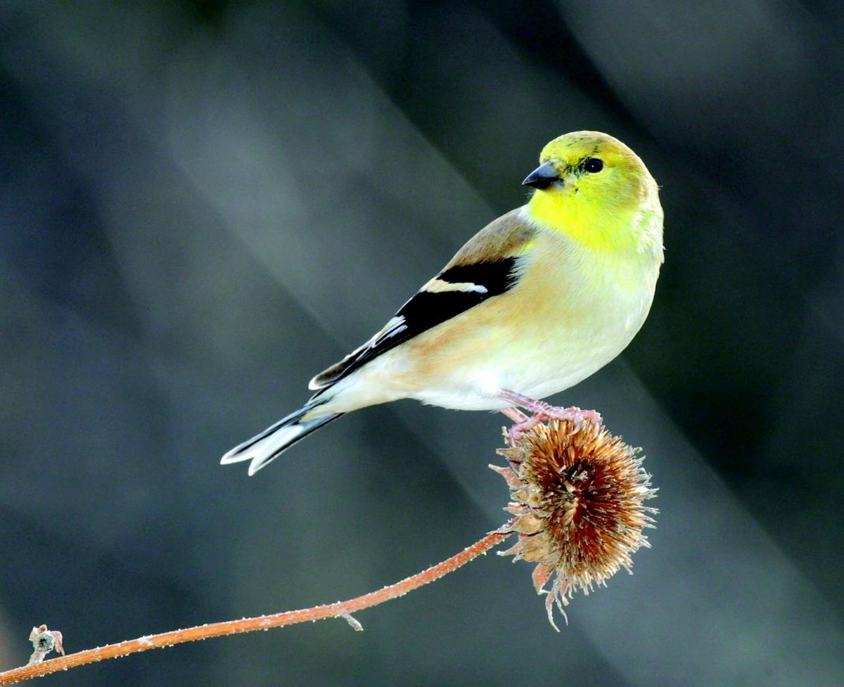 Stillwater Area Residents Counting Birds For Science Local News