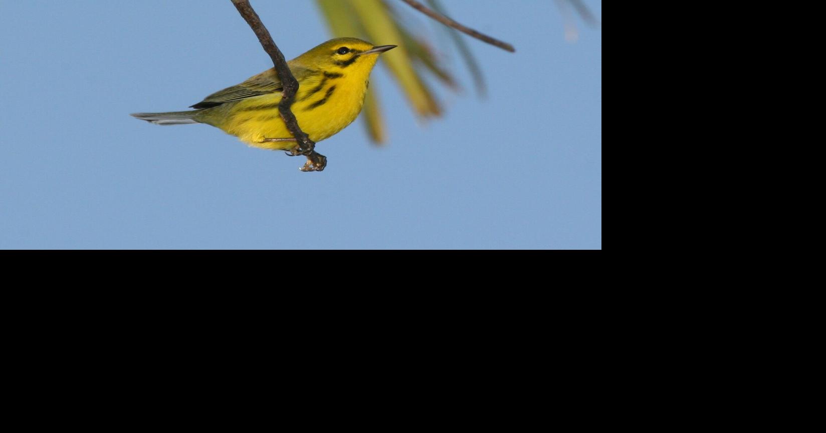 LIFE AT BOOMER LAKE: Better late than never for these birds