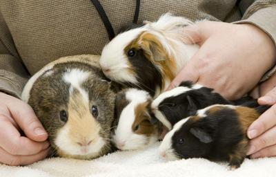 Veterinary Viewpoints Guinea Pigs As Pets Lifestyles Stwnewspress Com