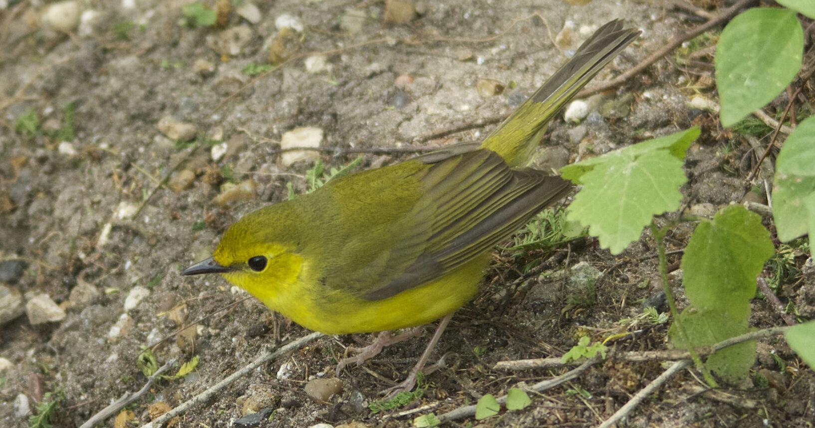 LIFE AT BOOMER LAKE: Filling up with fledged birds - Vimarsana News