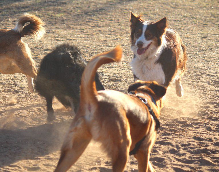 Dog park issues parvovirus warning Puppies and unvaccinated dogs at