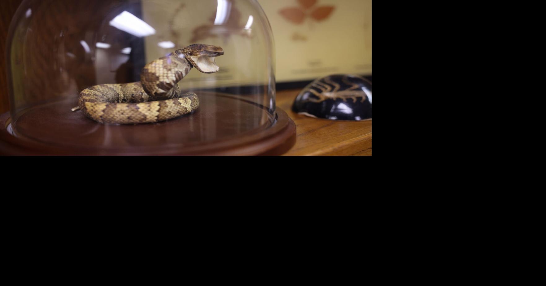 Oklahoma Poison Center urges caution during snake season