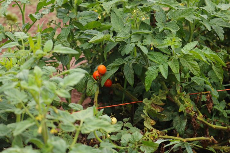 Payne County Jail provides fresh produce, and glimpse of better life