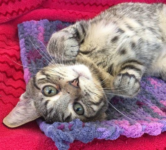 TINY PAWS – Adopt a cat | News | stwnewspress.com