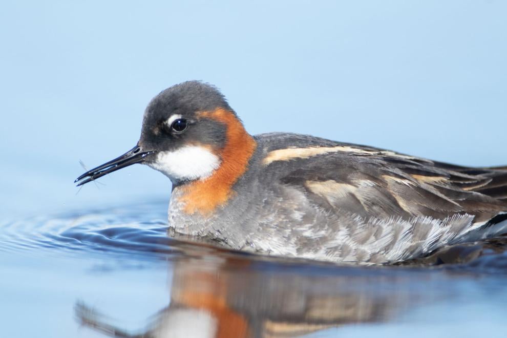 LIFE AT BOOMER LAKE: Birds suffering from fewer protections