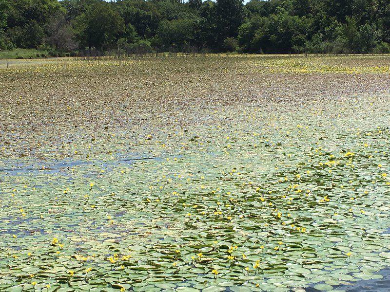 Though beautiful, aquatic plant causing problems Outdoors