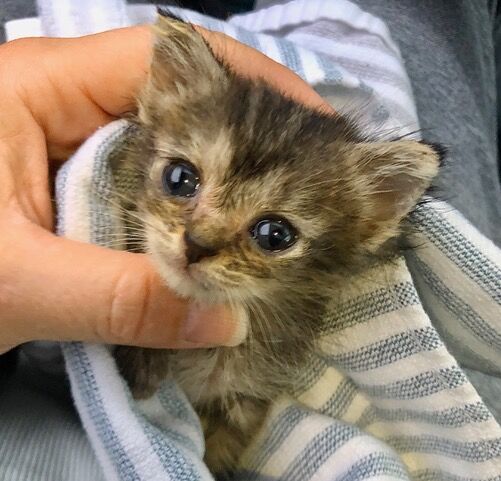 tiny paw rescue