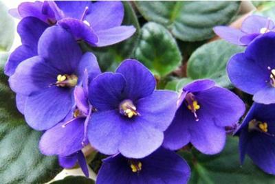 easy flowers to grow indoors grow african violets are easy to grow indoors lifestyles easy flowers to grow indoors grow african violets are easy to grow indoors lifestyles