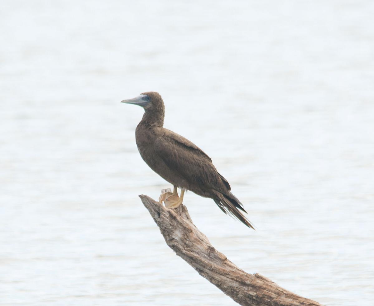 LIFE AT BOOMER LAKE: A visit from the Brown Booby ...