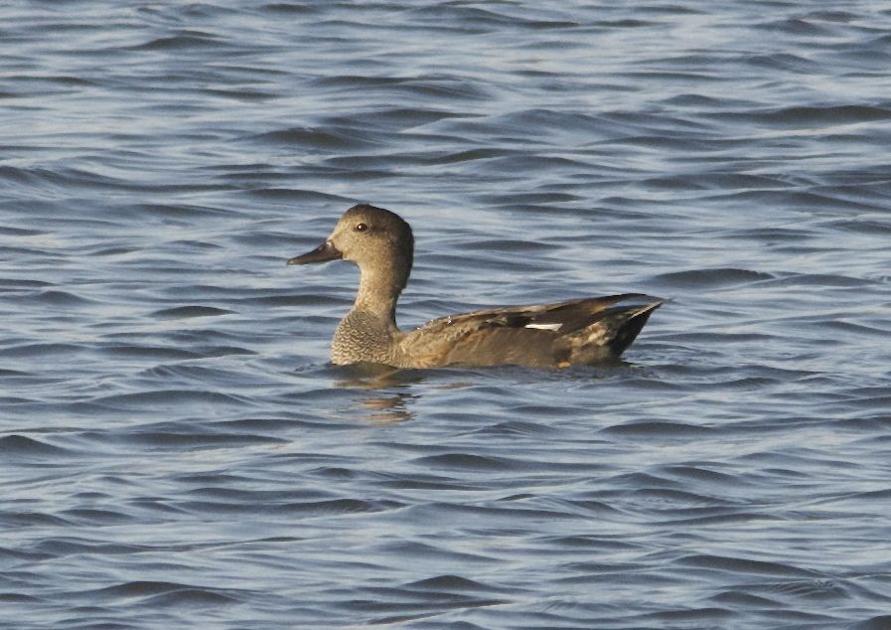 LIFE AT BOOMER LAKE: Various flocks of fowl in Stillwater ...