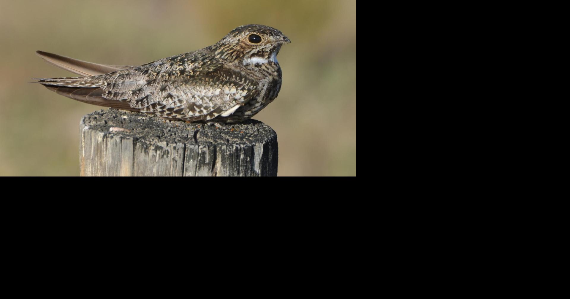 LIFE AT BOOMER LAKE: Environmental shifts reduces range of some birds