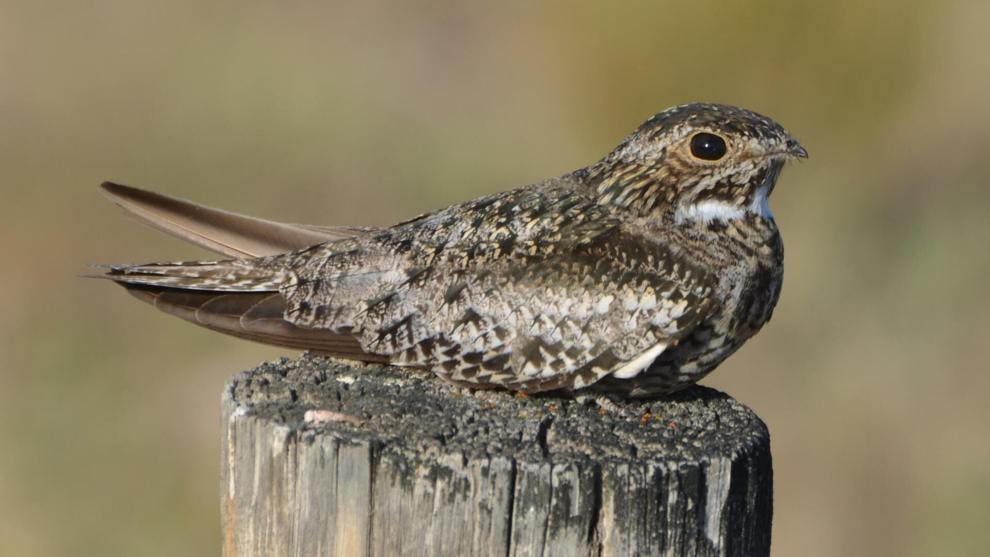 LIFE AT BOOMER LAKE: Environmental shifts reduces range of some birds