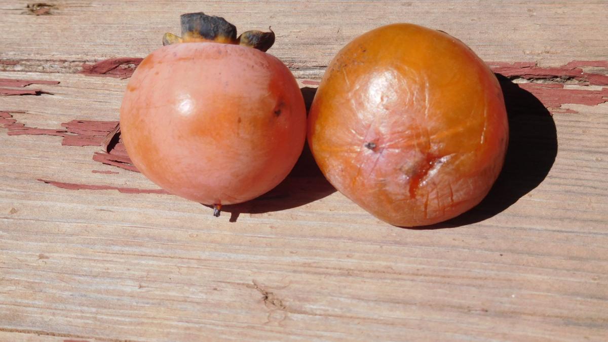 Predicting The Winter With Persimmon Seeds Lifestyles
