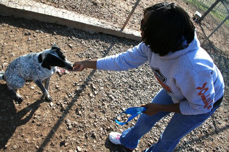 It's not cute, it's cruelty: Dog abuse at the ballpark