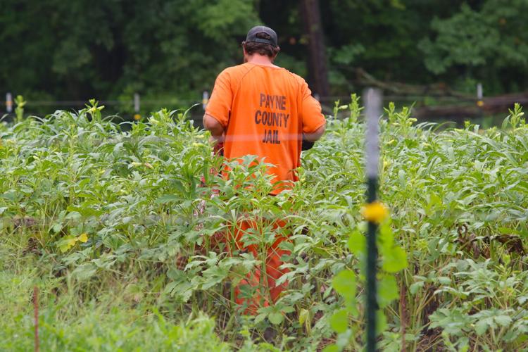 Payne County Jail provides fresh produce, and glimpse of better life