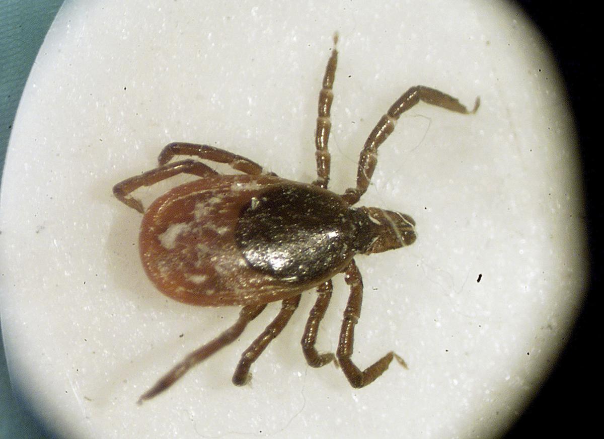 The Backyard Dangers Presented By Ticks News Stwnewspress Com