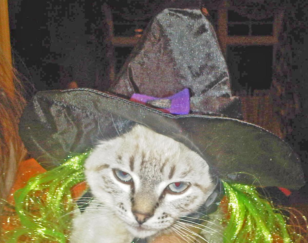 Pet Costumes Can Be Scary At Halloween Local News Stwnewspress Com