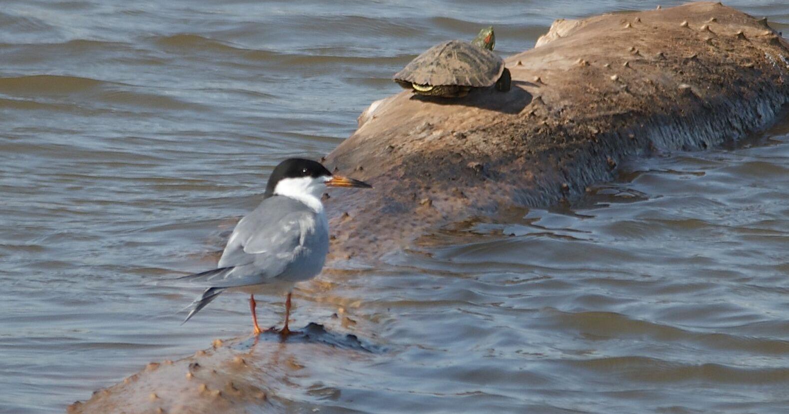 LIFE AT BOOMER LAKE: Young birds are out exploring - Vimarsana News