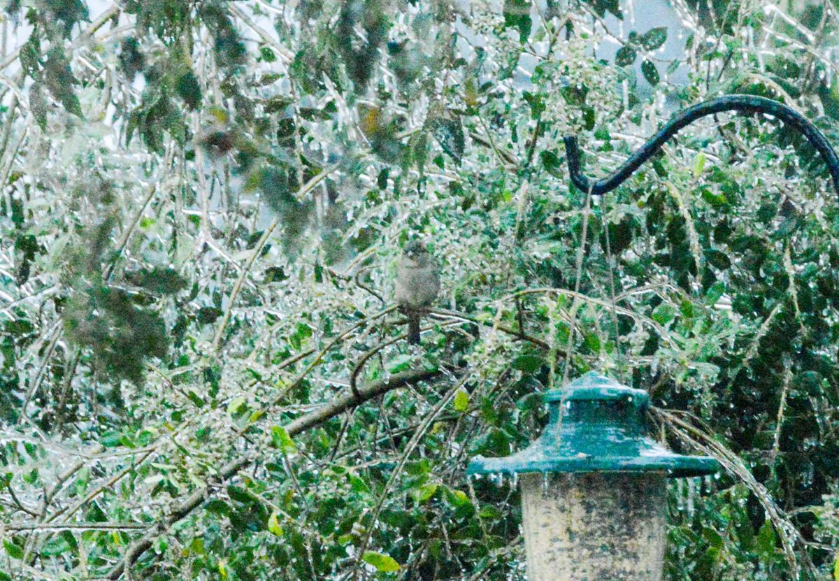 Bird.jpg