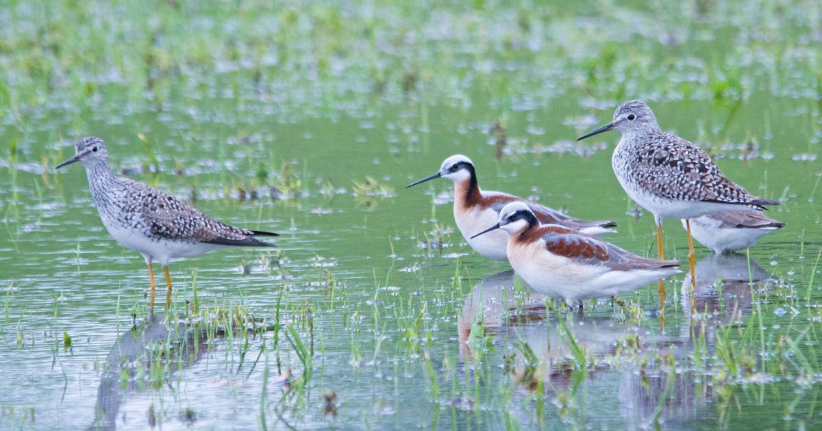 LIFE AT BOOMER LAKE: Different birds may require different methods of photography | Lifestyles