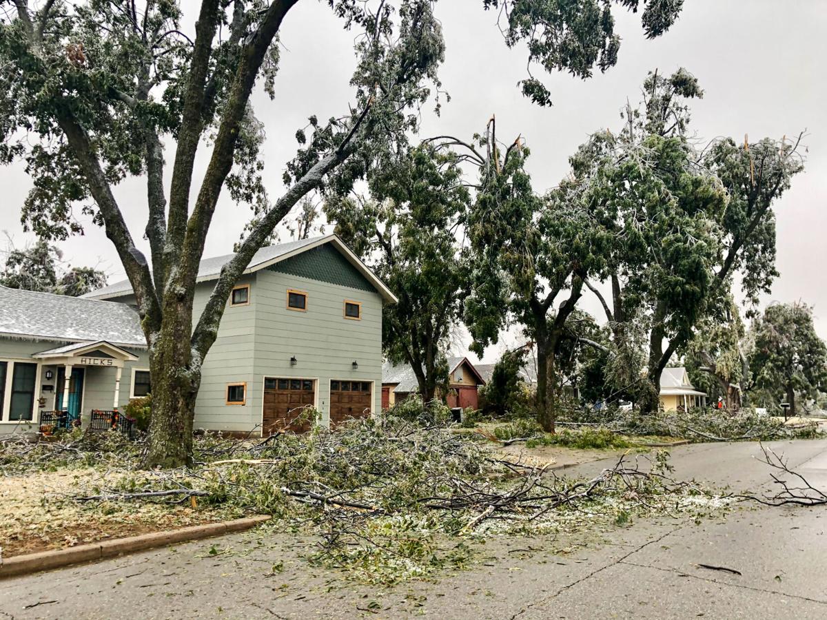 Branches and branches in road.jpg