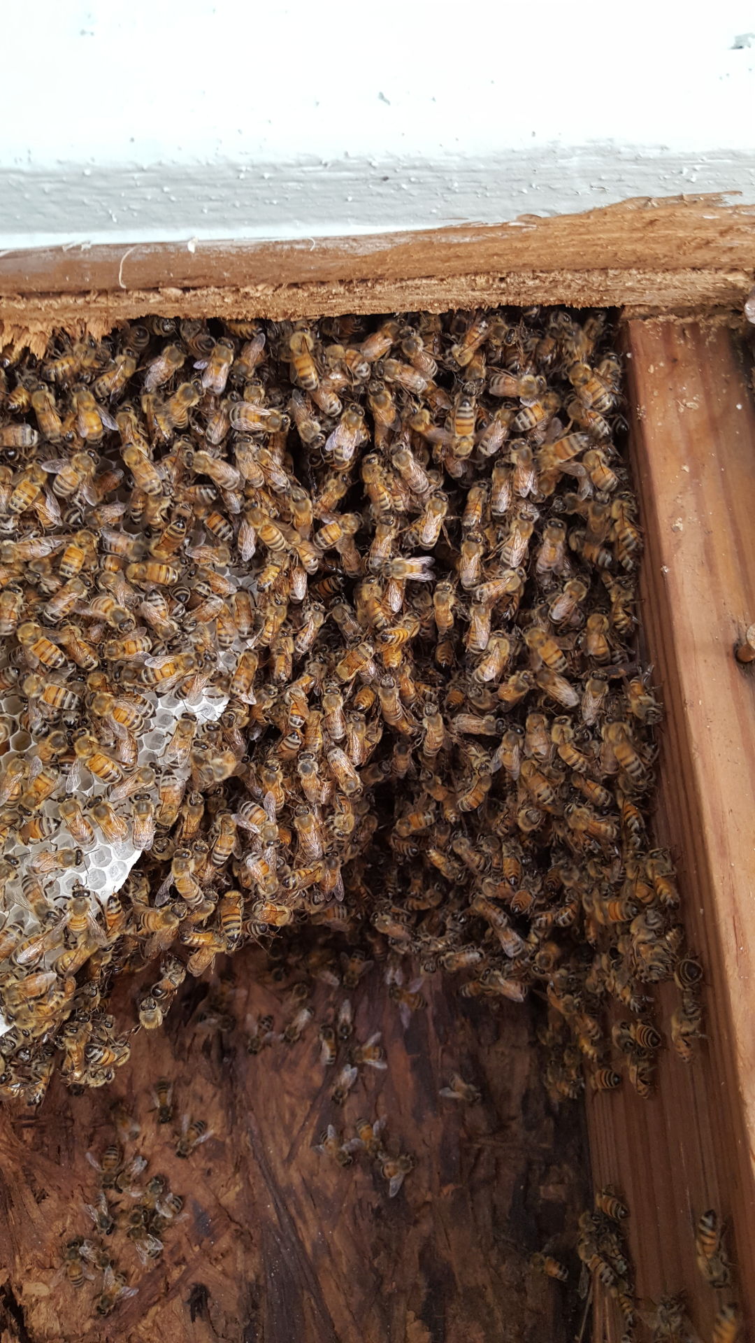 Bee careful out there Large hive removed from Stillwater apartment