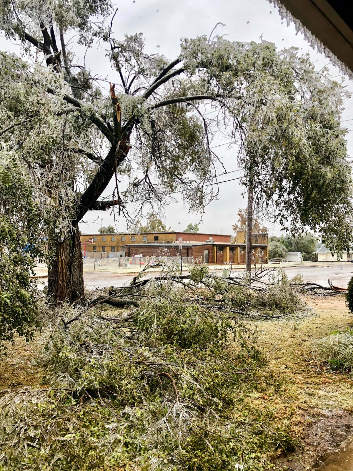 Branches in front yard.jpg