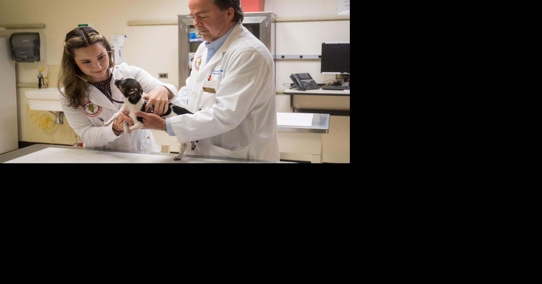 Another chance at a dog’s life: OSU Vet Med treats a second pup with ...