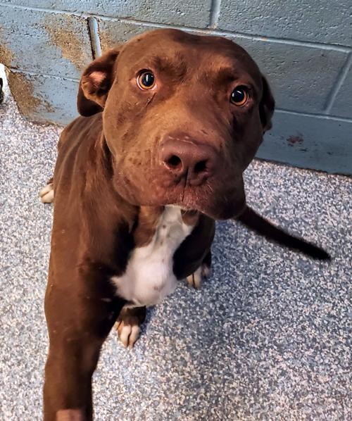animal welfare adopt a pet news