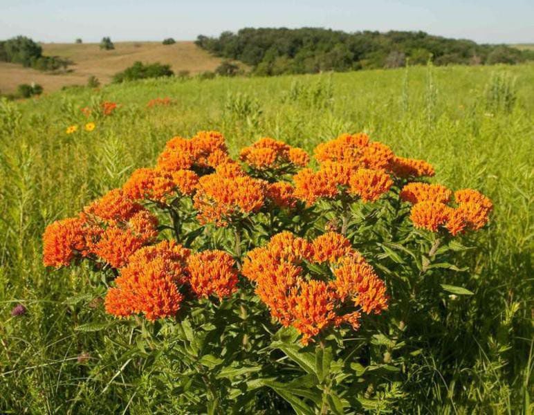 GROW: Butterfly weed named 2017 Perennial Plant of the ...
