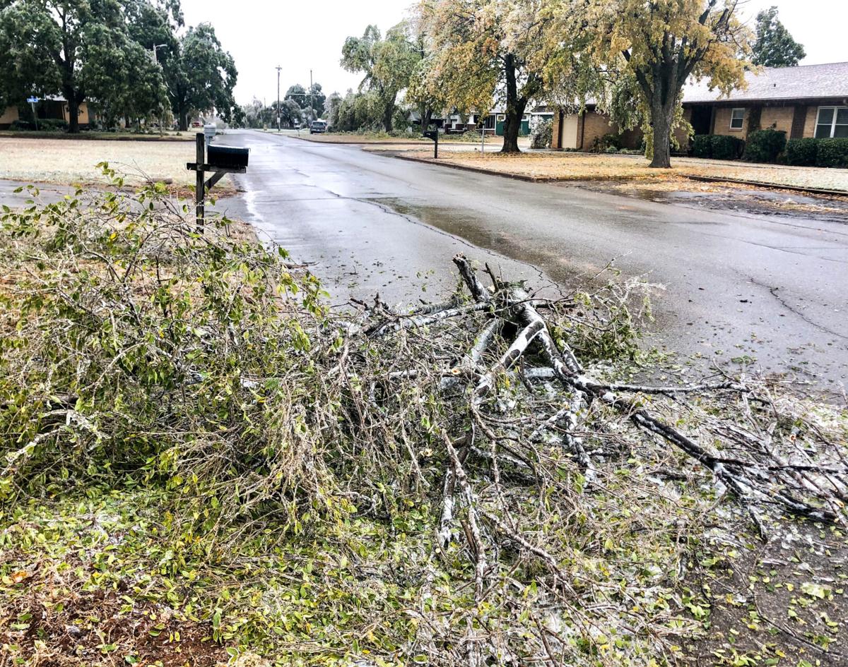 Branches in road.jpg