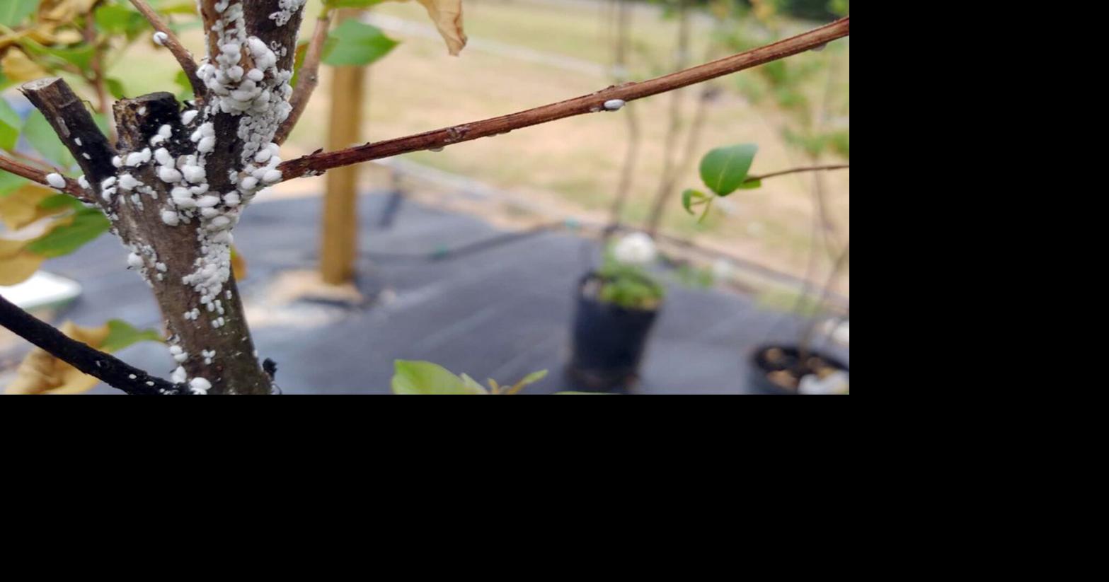 GROW: Invasive insect wreaking havoc on crapemyrtles | Lifestyles ...