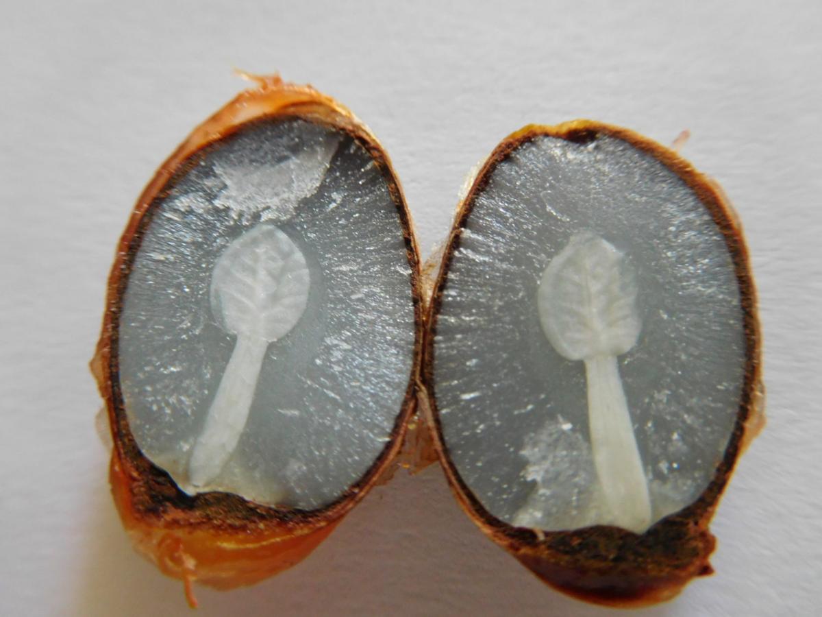Predicting the winter with persimmon seeds Lifestyles