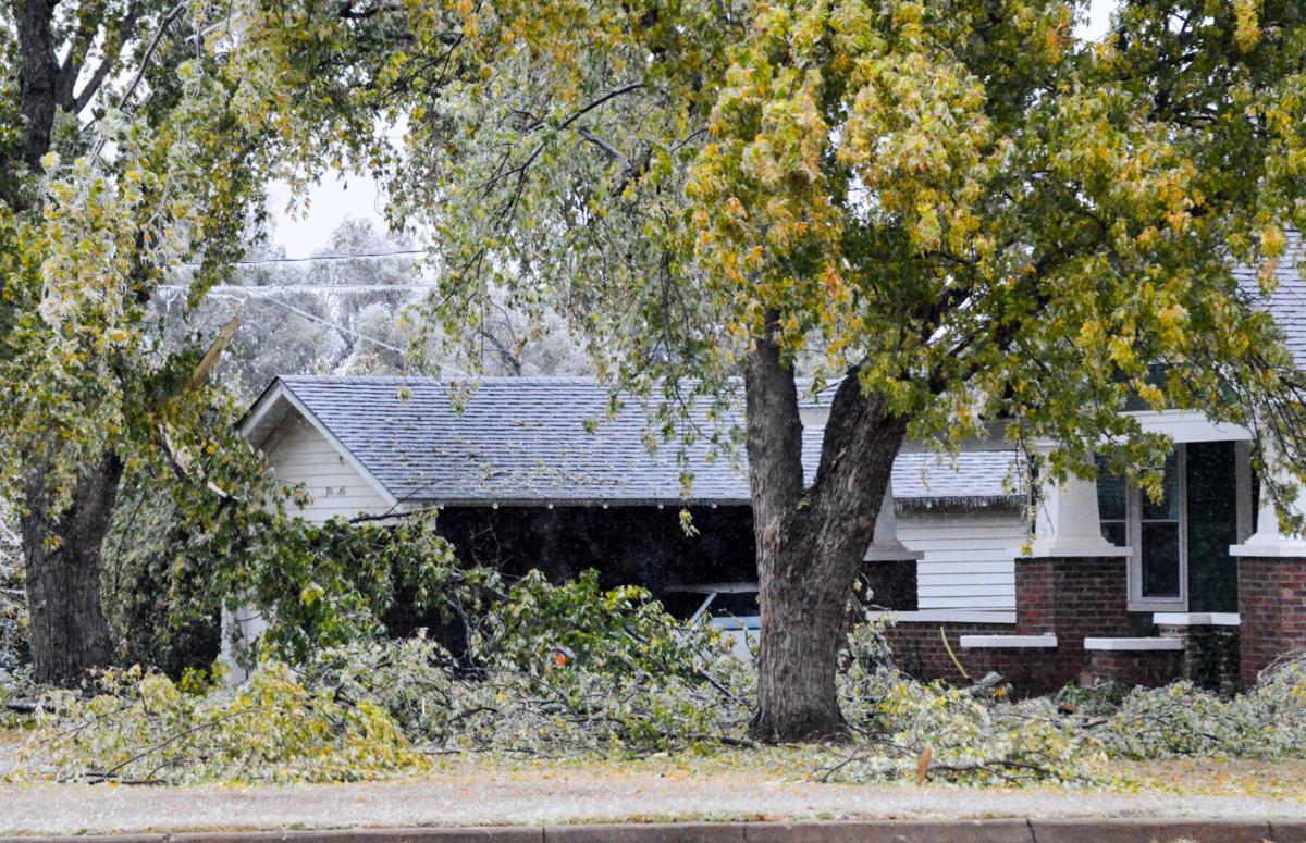 Fallen branches.jpg