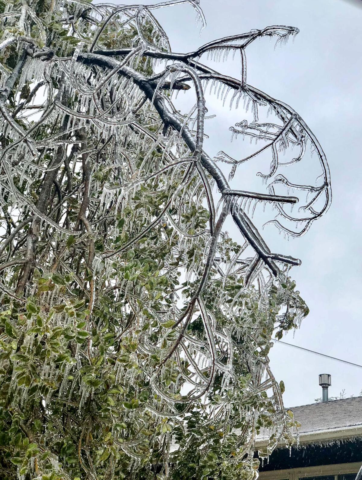 Icy branches.jpg