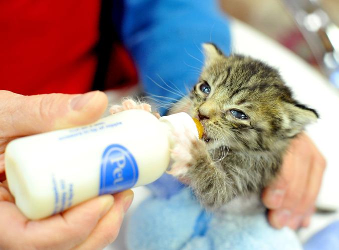 Animal lovers take to the road to raise money for Stillwater Humane