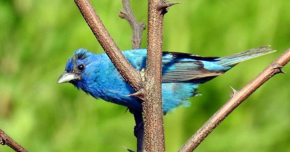 LIFE AT BOOMER LAKE: Birds moving into Payne County