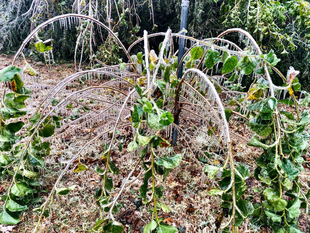 Icy bush.jpg