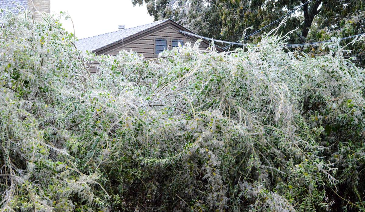 Icy bushes.jpg