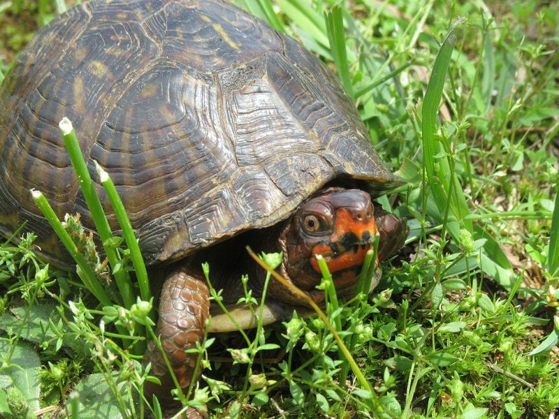 VETERINARY VIEWPOINTS: Useful information about turtles native to ...